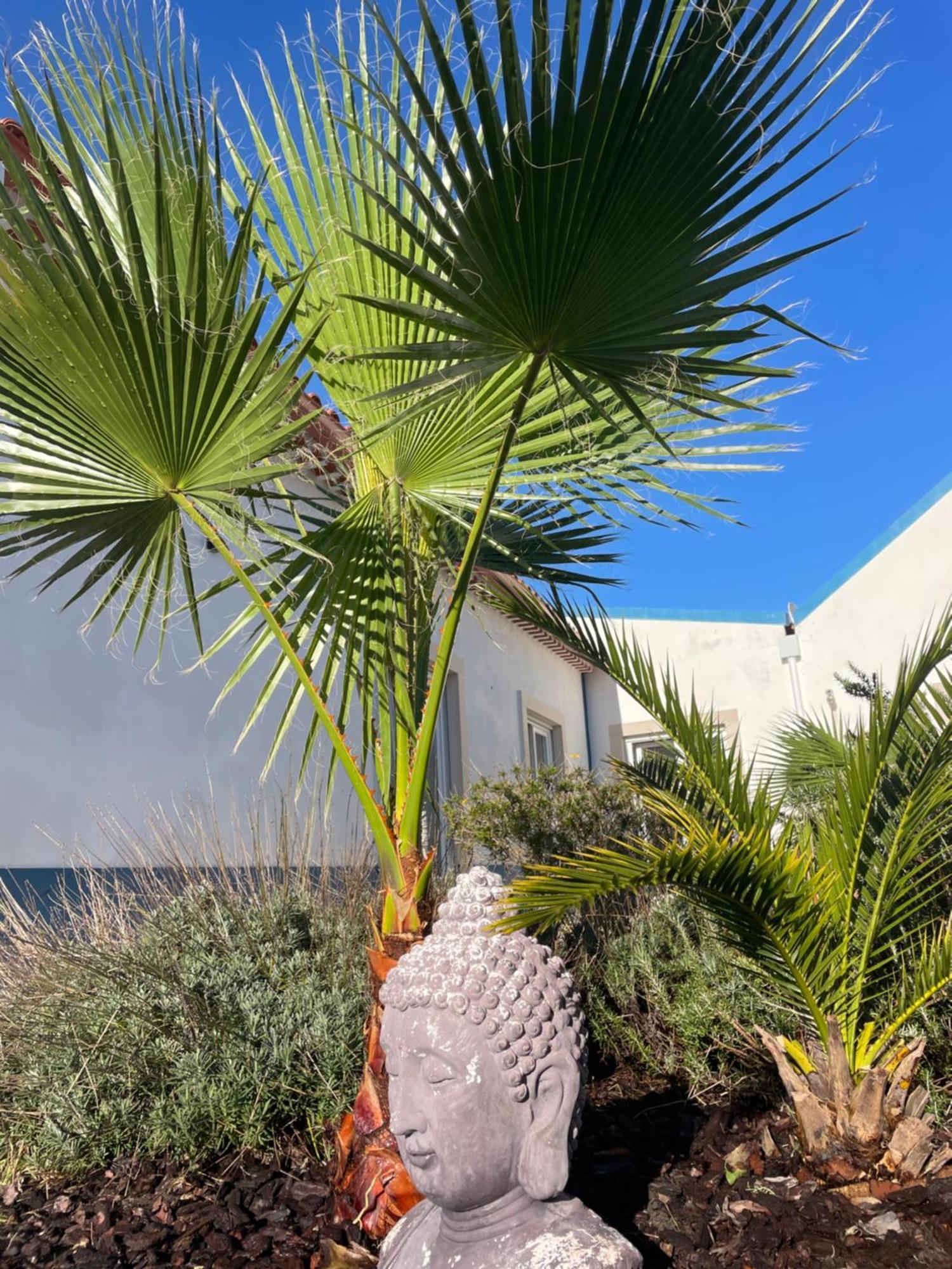 فيلا Joia Da Casa Sobral  المظهر الخارجي الصورة